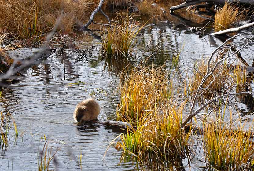 sprague lake loop rocky mountain national park beaver