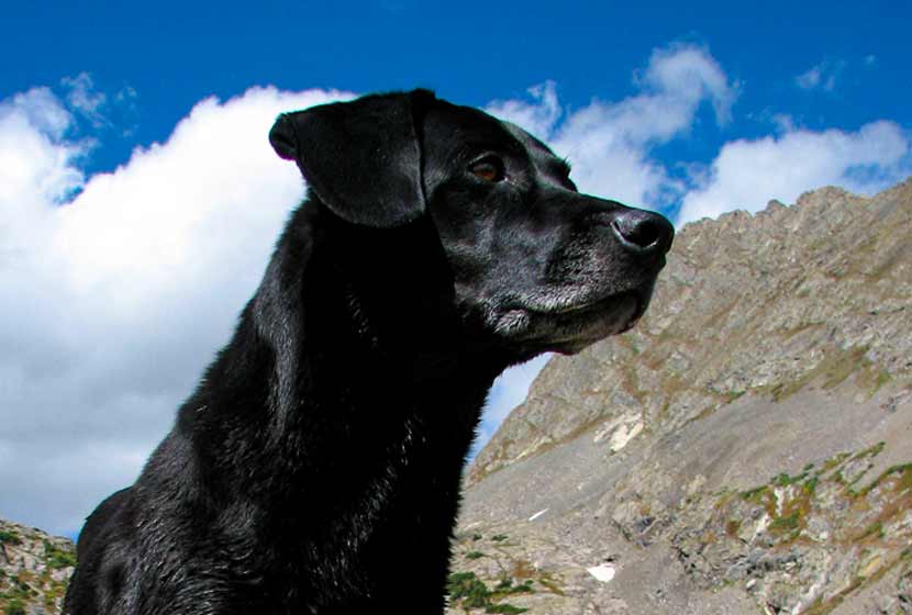 Black Lab Dog in mountains with clouds hike near denver